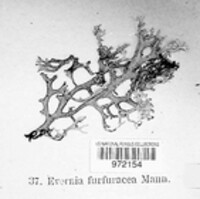 Pseudevernia furfuracea var. furfuracea image